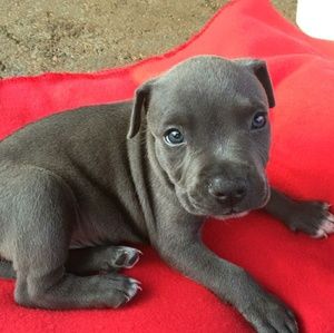 Meet your Posher, Jes