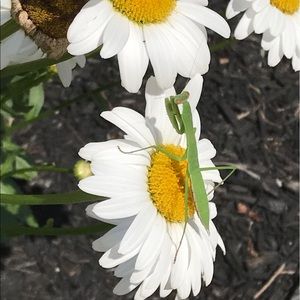 Meet your Posher, Jane