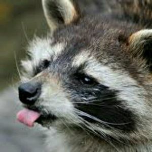 Meet your Posher, Tanner