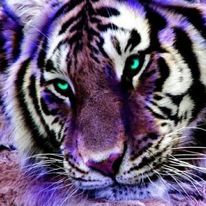 Meet your Posher, Crystal