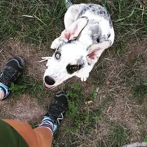 Meet your Posher, Ginger