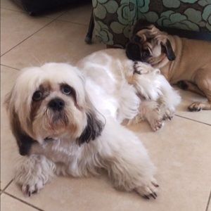 Meet your Posher, Steve