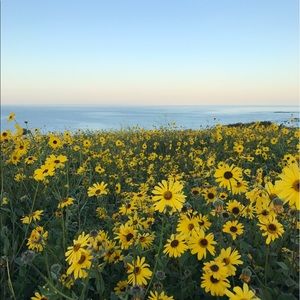 Meet your Posher, Lily