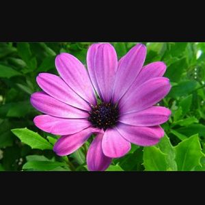 Meet your Posher, River