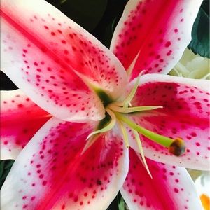 Meet your Posher, Christina