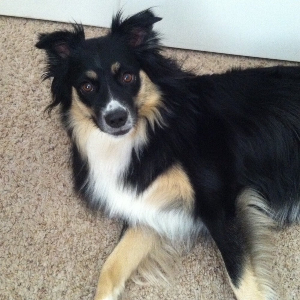 Meet your Posher, Lindsey