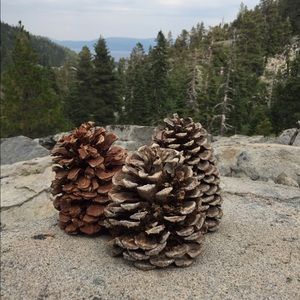 Meet your Posher, Rosa