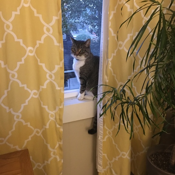 Meet your Posher, Sally - Picture 3 of 8