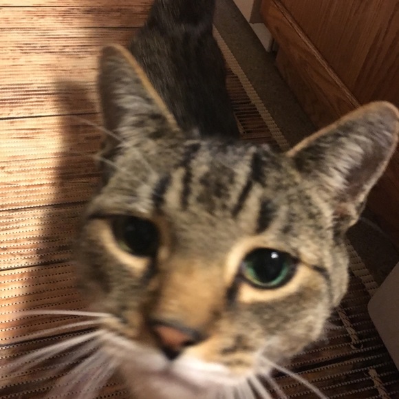 Meet your Posher, Sally - Picture 4 of 8