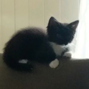 Meet your Posher, Belinda