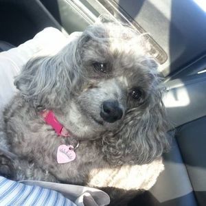 Meet your Posher, Kristie