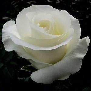 Meet your Posher, Judith