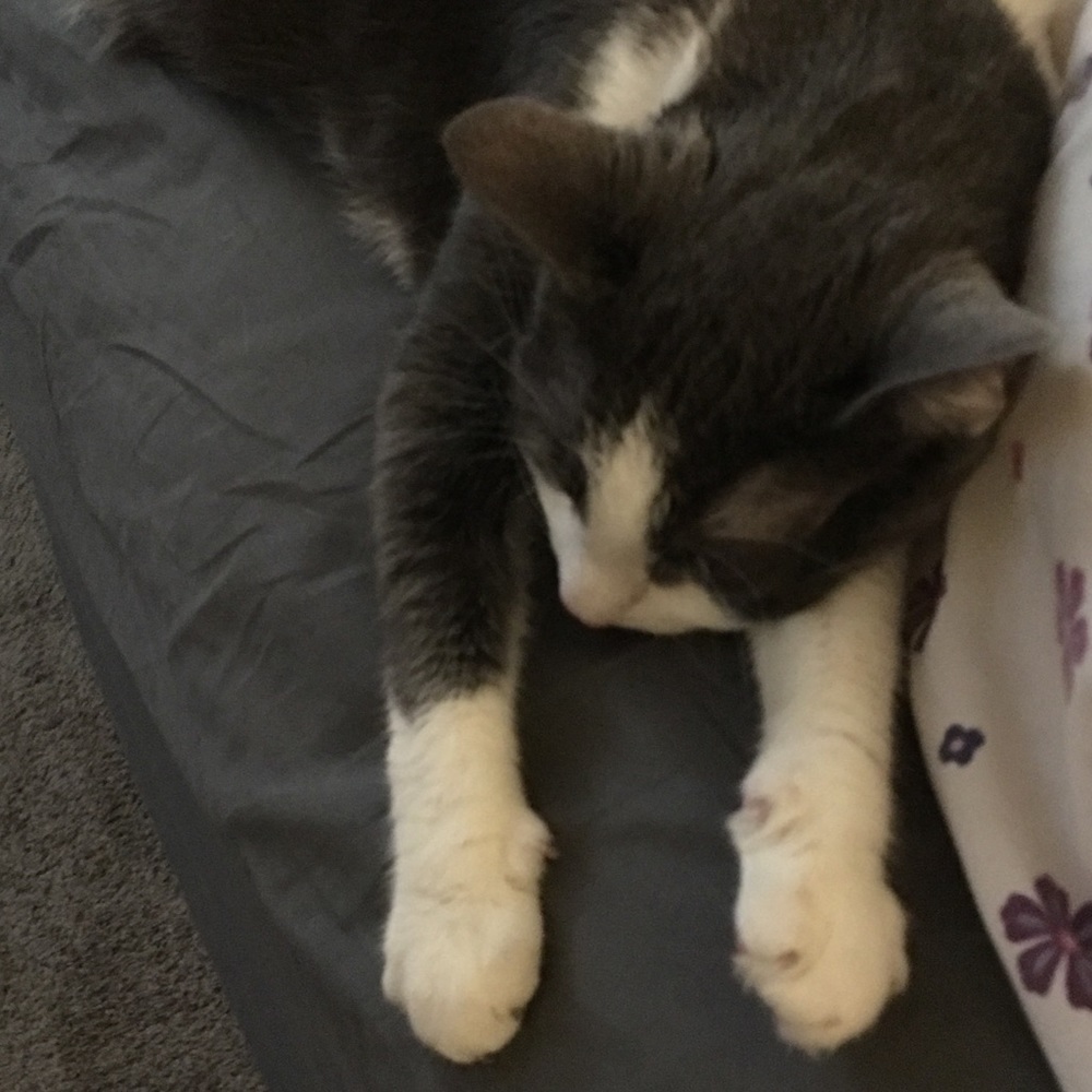 Meet your Posher, Susie