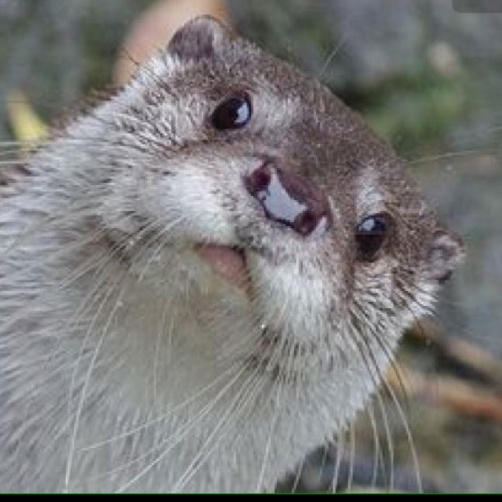 Meet your Posher, Audrey