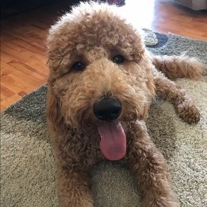 Meet your Posher, Alli