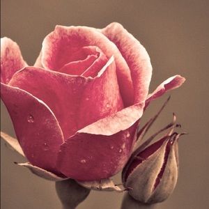 Meet your Posher, Brenda