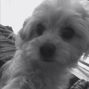 Meet your Posher, Dina