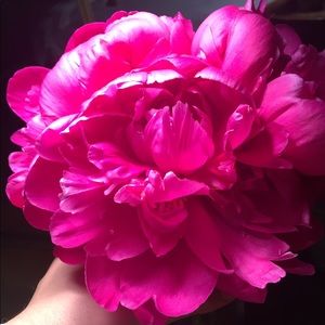 Meet your Posher, Ross