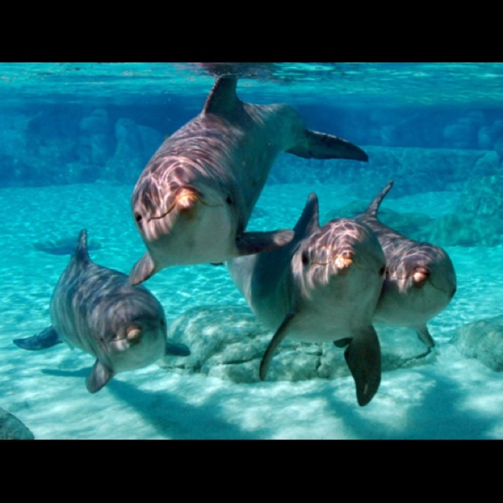 Meet your Posher, Avery