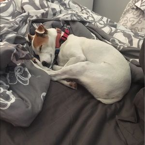 Meet your Posher, Bailey