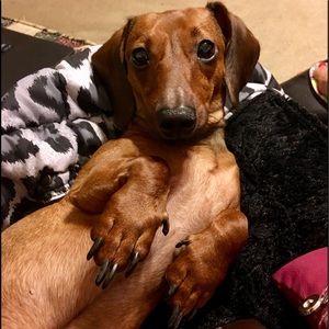 Meet your Posher, Priscilla