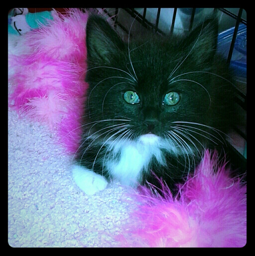 Meet your Posher, Lyanna