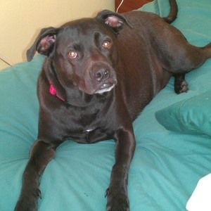 Meet your Posher, Adam