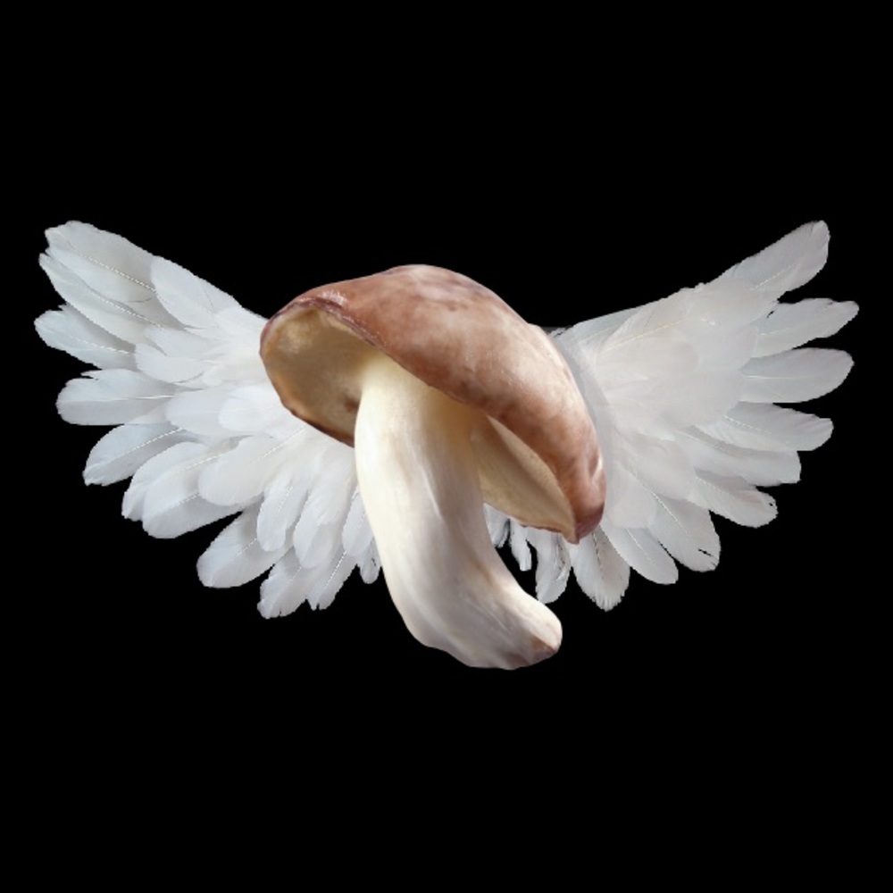 Meet your Posher, Zadie