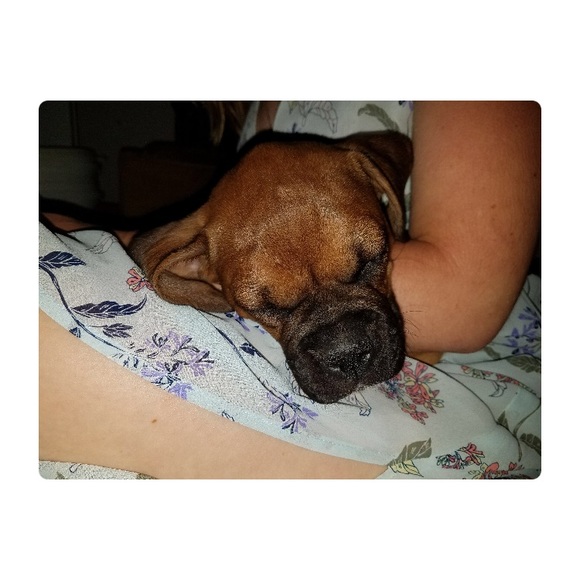 Meet your Posher, Shelby - Picture 1 of 1