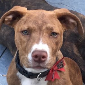 Meet your Posher, Robin