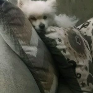 Meet your Posher, Judy