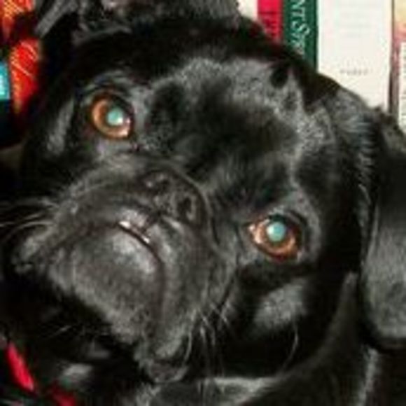 Meet your Posher, William - Picture 1 of 1