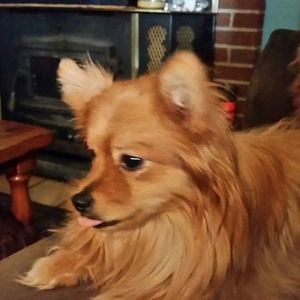 Meet your Posher, Sherry