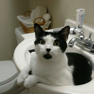 Meet your Posher, Davis