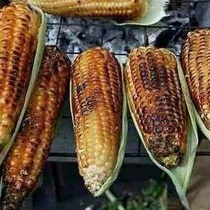 Meet your Posher, Niema ahmed