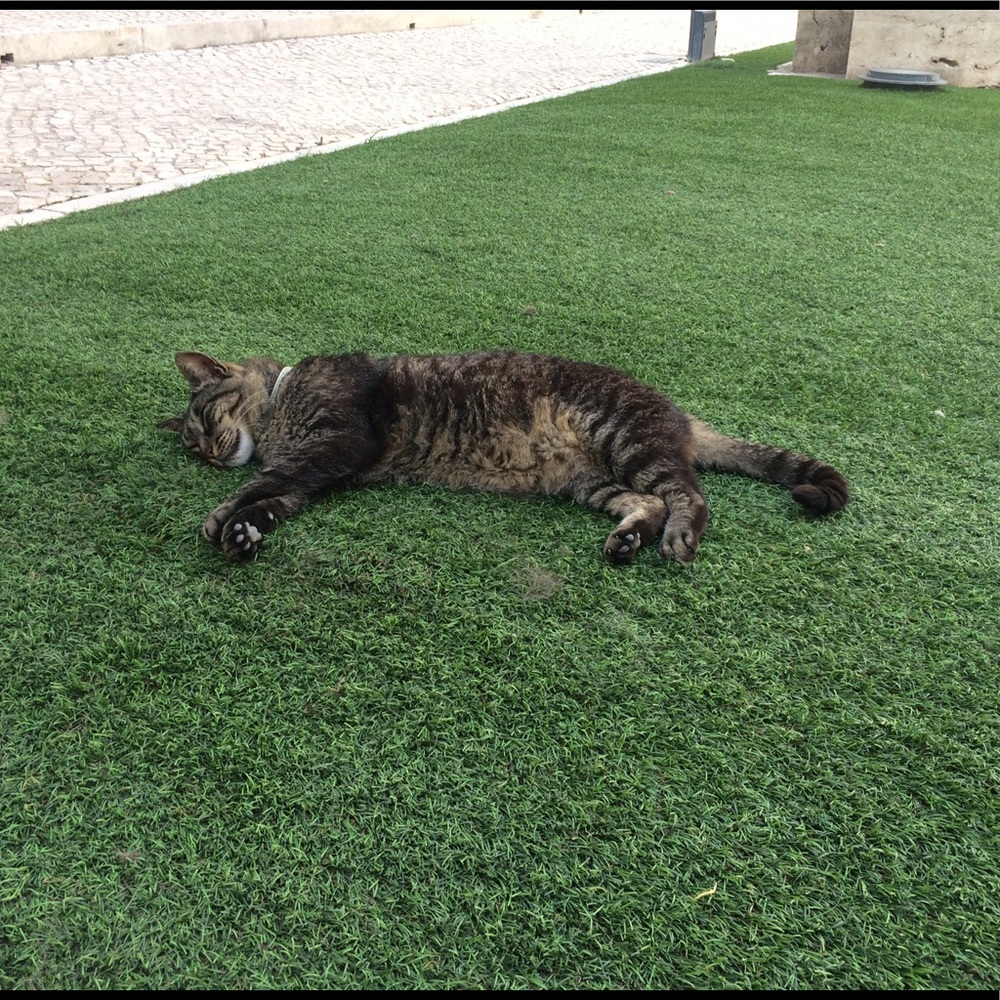 Meet your Posher, Sophia