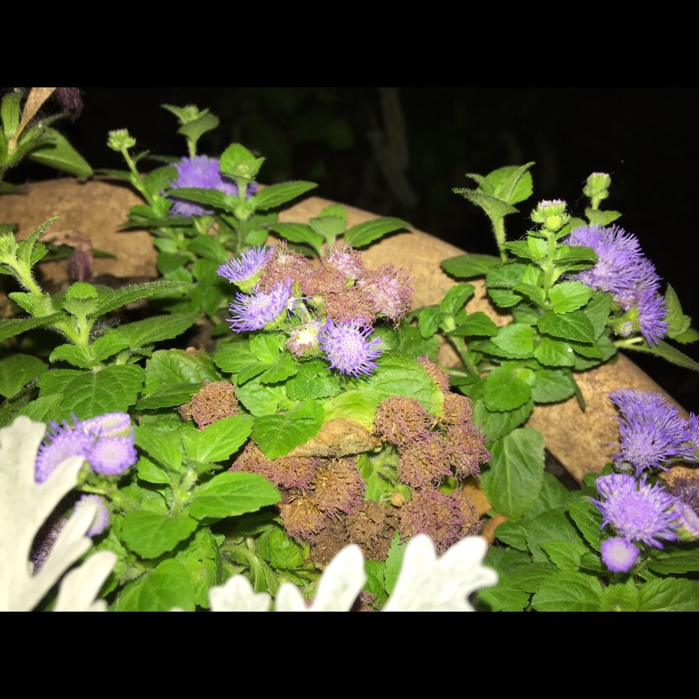 Meet your Posher, Lucy