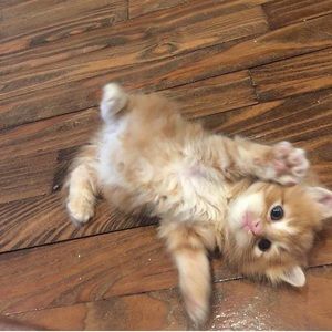 Meet your Posher, Kevin