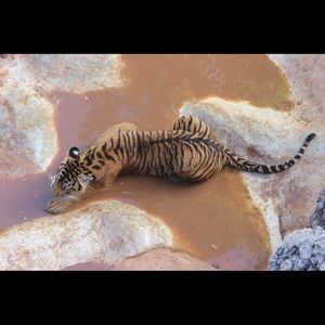 Meet your Posher, Anthony