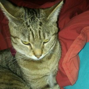 Meet your Posher, Opal