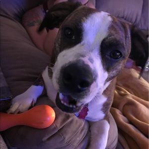 Meet your Posher, Josh