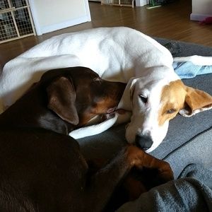 Meet your Posher, Janet