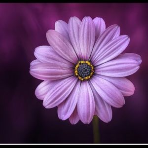 Meet your Posher, Absana