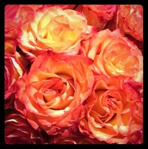 Meet your Posher, Nina