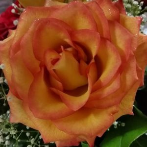 Meet your Posher, Becky