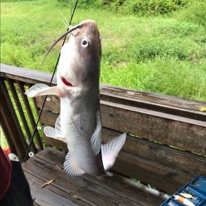 Meet your Posher, Harold