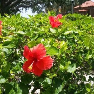 Meet your Posher, Joice