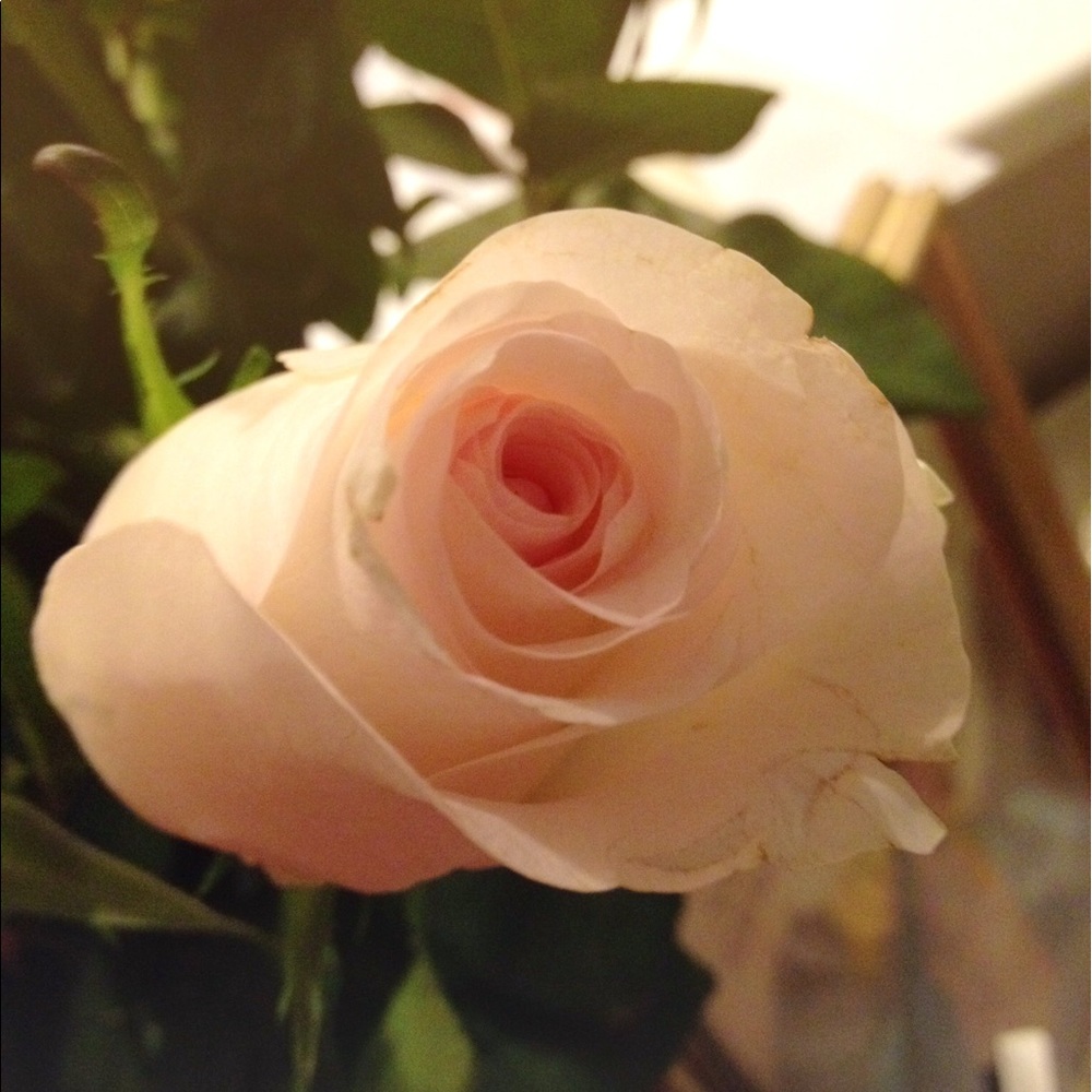 Meet your Posher, Lily