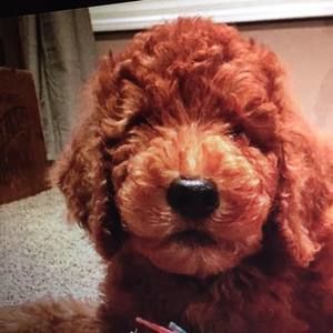 Meet your Posher, Deb