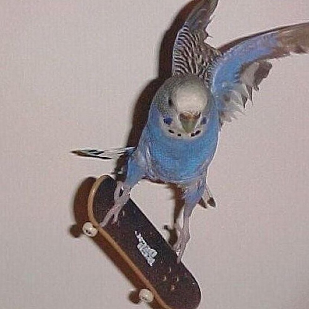 yes, a parakeet shredding on a tech deck.